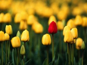 Tanti tulipani gialli e un unico tulipano rosso