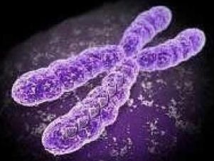 Cromosoma 14