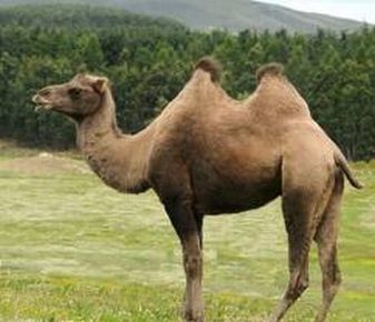 Un cammello