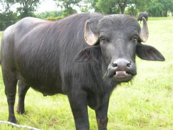 Una bufala