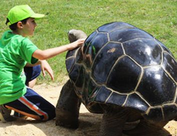 Cumiana (Torino), iniziativa "Zoom for all", con una tartaruga gigante