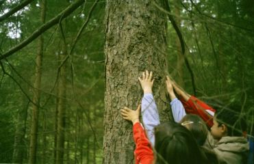 Mani di bambini che toccano un albero dentro a un bosco
