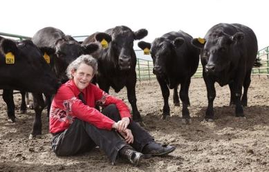 Temple Grandin in un allevamento di mucche