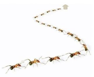 Fila di formiche