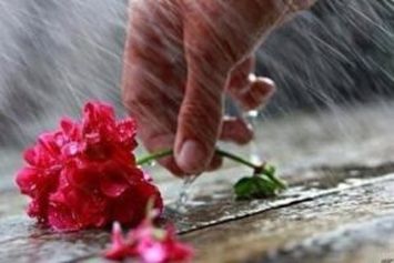 Sotto la pioggia una mano raccoglie un fiore reciso