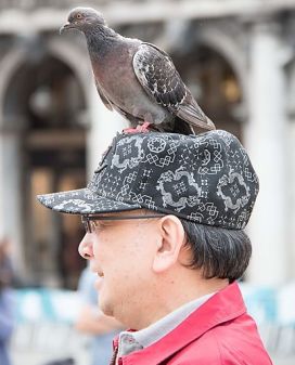 Uomo con piccione sulla testa