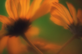Immagine astratta di un fiore arancione