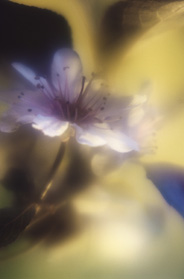 Immagine astratta di un fiore