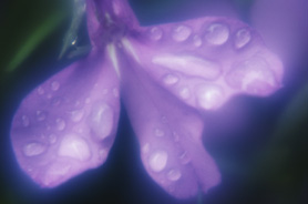 Petali di un fiore con piccole gocce di rugiada