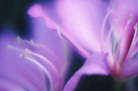 Immagine di due fiori viola