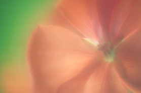 Immagine di fiore astratto