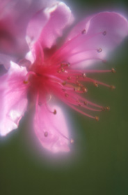 Immagine astratta di un fiore