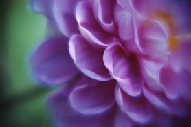 Particolare di fiore lilla, fotografato molto da vicino