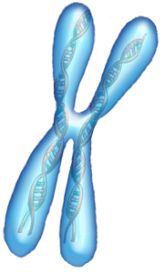 È una mutazione sul cromosoma X a causare la sindrome dell'X-Fragile