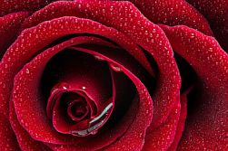 Rosa rossa fotografata da molto vicino. Immagine-simbolo della mostra «Dialogo nel buio»