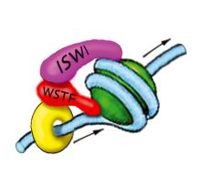 La proteina ISWI determina la forma dei cromosomi