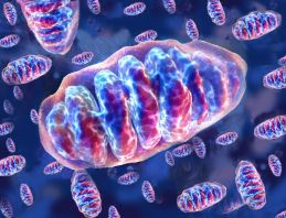 Immagine di un mitocondrio, organello intracellulare deputato alla produzione di energia chimica necessaria per le funzioni cellulari