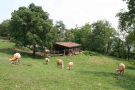 Il Parco Rurale San Floriano di Polcenigo (Pordenone), dove si terrà una delle Settimane Vacanza della Fondazione Bambini e Autismo