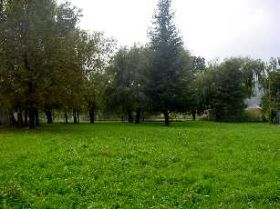Prato verde circondato da alberi