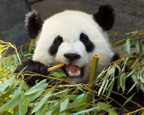 Panda che sgranocchia il bambù