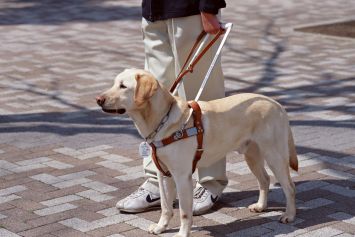 Cane guida al guinzaglio di una persona con disabilità visiva