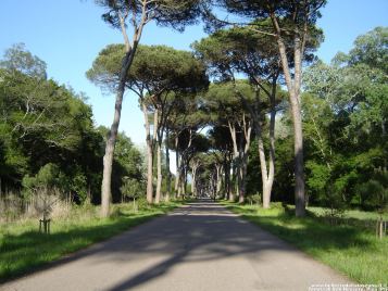 Viale del Parco di San Rossore (Pisa)