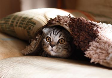 Gatto che spunta da sotto una coperta
