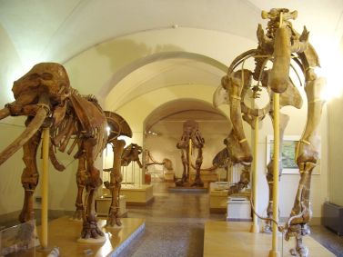 Museo di Geologia e Paleontologia di Firenze