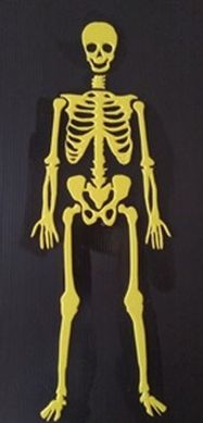 Disegno tattile dello scheletro