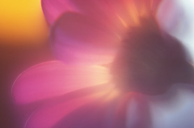 Immagine astratta di fiore, con sfumature rosa, bianche e gialle