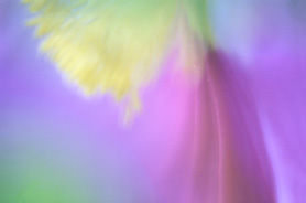 Immagine astratta e colorata di fiori