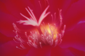 Fiore astratto ross, su sfondo rosso