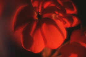 Immagine astratta di fiore rosso
