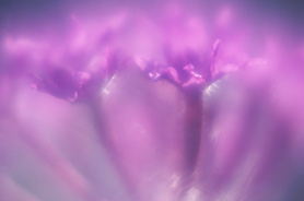 Immagine astratta di un fiore lilla-fucsia