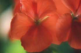 Fiore rosso astratto