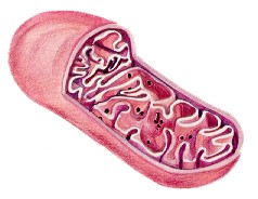 Altra immagine di un mitocondrio