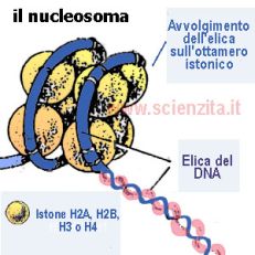 Il nucleosoma è stato scoperto nel 1974 (il DNA è raffigurato come un cavo flessibile azzurro)