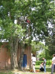 Un'altra immagine dell'attività di tree climbing proposta a Padova